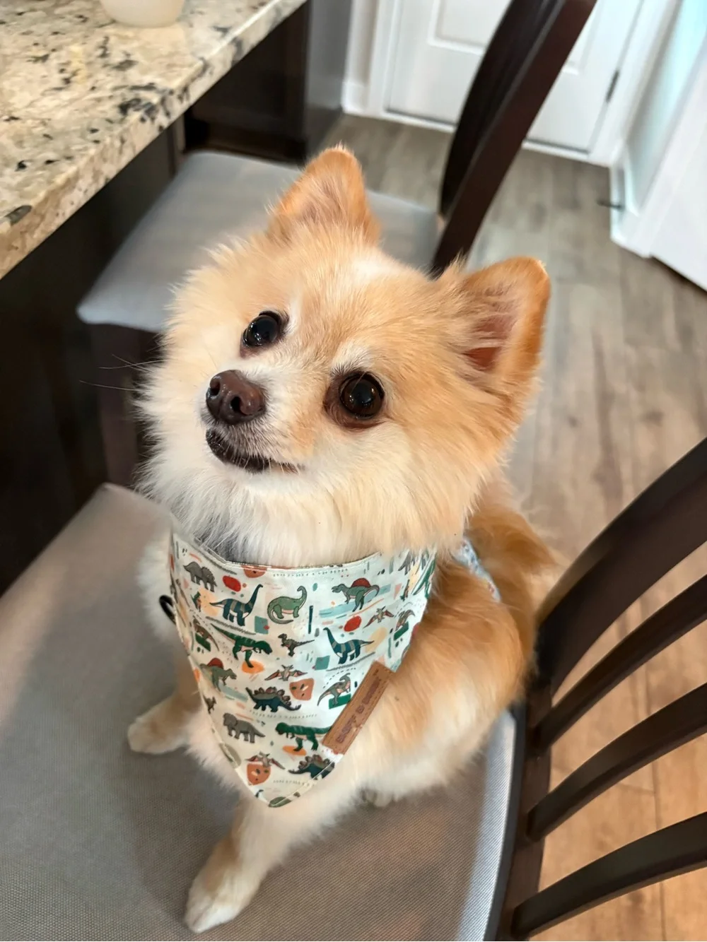 N/A cute sniff